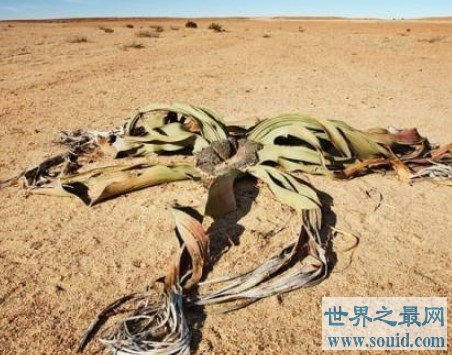 千岁兰能在沙漠中活2000年，远古时期留下的沙漠章鱼(www.gifqq.com)