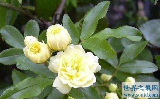 世界上最漂亮的三种玫瑰花(www.gifqq.com)