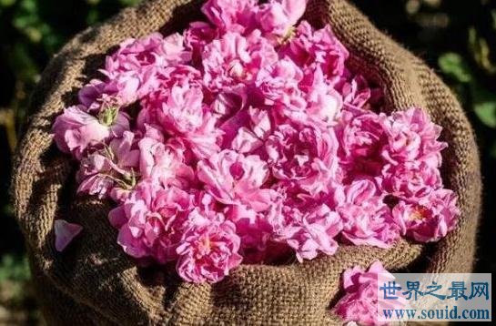 世界上最漂亮的三种玫瑰花(www.gifqq.com)