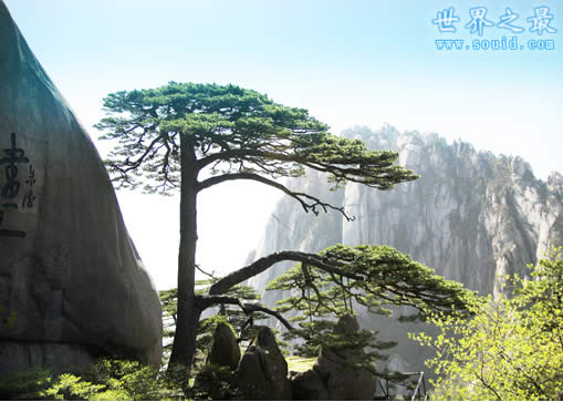 中国十大名树，必须参观膜拜(图)(www.gifqq.com)