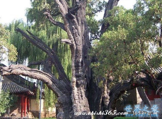 中国十大名树，必须参观膜拜(图)(www.gifqq.com)