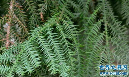 中国十大珍惜树种，珙桐被称为植物界的“活化石”！(www.gifqq.com)