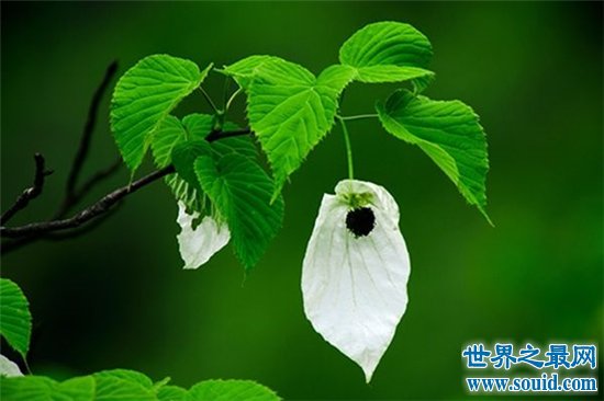 中国十大珍惜树种，珙桐被称为植物界的“活化石”！(www.gifqq.com)