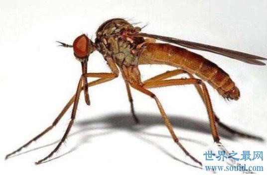 中国捕获世界最大的蚊子，体长达到可怕的0.4米，比你的巴掌都大(www.gifqq.com)