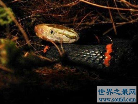 中国毒性最强的蛇，被咬者必定死亡。(www.gifqq.com)