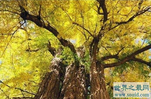 中国十大名树 最大树龄可达5000多年(www.gifqq.com)