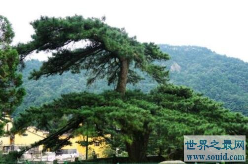 中国十大名树 最大树龄可达5000多年(www.gifqq.com)