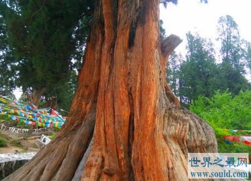 中国十大名树 最大树龄可达5000多年