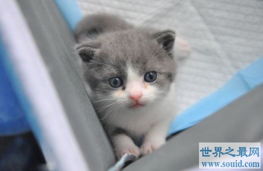 国内第一只克隆猫诞生，为了纪念已经过世的宠物猫(www.gifqq.com)