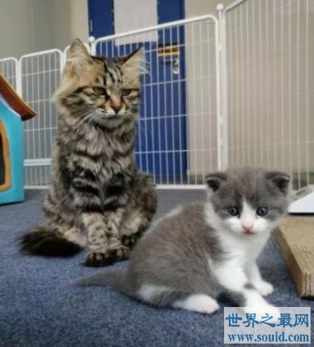 国内第一只克隆猫诞生，为了纪念已经过世的宠物猫(www.gifqq.com)