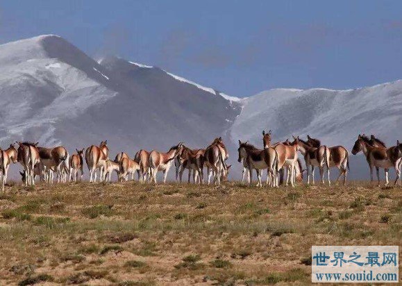 中国受保护面积最大的高原，荒漠生态系统保护区(www.gifqq.com)