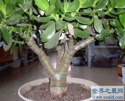 中国最大的玉树，生长了20多年(www.gifqq.com)