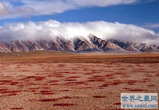 中国受保护面积最大的高原，荒漠生态系统保护区