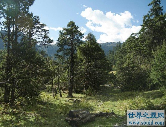 中国最大的原始森林，森林面积达到了717万公顷