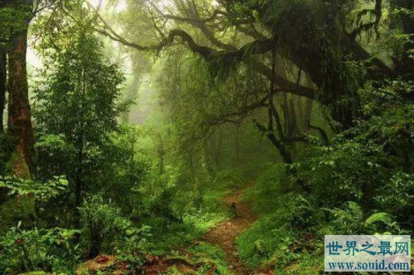 中国最大的原始森林，森林面积达到了717万公顷(www.gifqq.com)