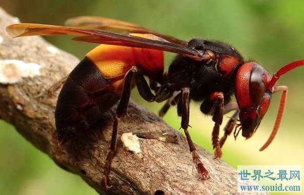 中国最猛大黄蜂，它们每天可吃掉50只小蜜蜂(www.gifqq.com)