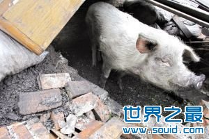 地震废墟中存活时间最长的猪(www.gifqq.com)