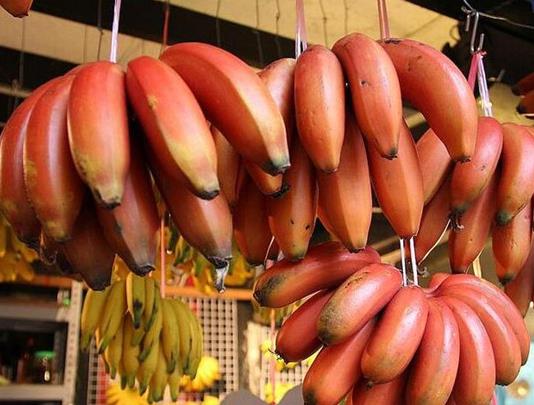 全球最罕见的珍贵水果，黑皮西瓜绝对没人见过(www.gifqq.com)