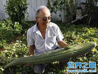 世界上最长的黄瓜(www.gifqq.com)