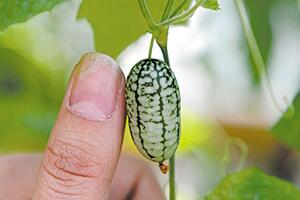世界上最小的西瓜，拇指西瓜(真的只有拇指大)