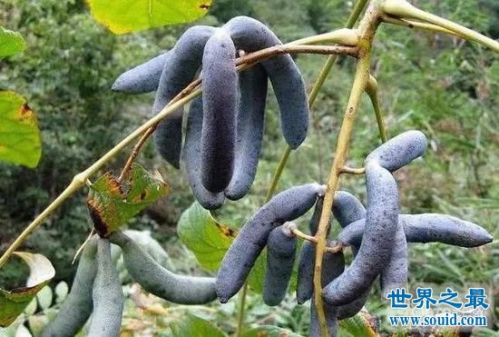 全球最罕见的珍贵水果，黑皮西瓜绝对没人见过(www.gifqq.com)