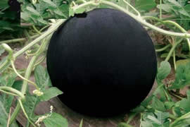 全球最罕见的珍贵水果，黑皮西瓜绝对没人见过