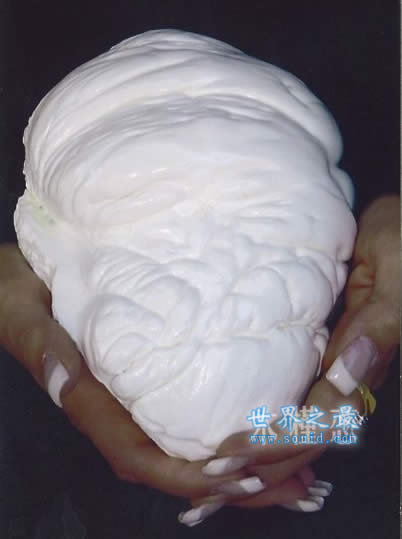 世界上最大的珍珠，老子之珠(如人脑一般大)(www.gifqq.com)
