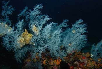 世界上最大的黑珊瑚森林(www.gifqq.com)