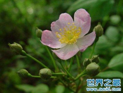 世界上最香的花(www.gifqq.com)