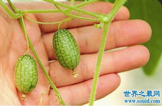 世界上最小的西瓜，拇指西瓜(真的只有拇指大)(www.gifqq.com)