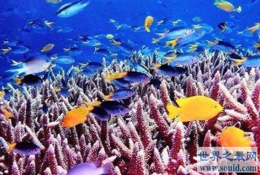 世界上最大的海，梦幻无比，接近半个中国大(www.gifqq.com)
