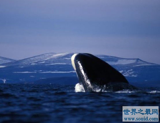 最佳观鲸点格陵兰岛，能够大饱眼福(www.gifqq.com)