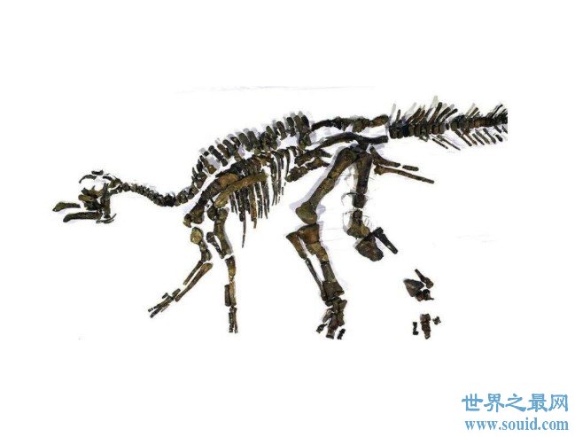 境内最大恐龙化石命名为“日本神龙”(www.gifqq.com)