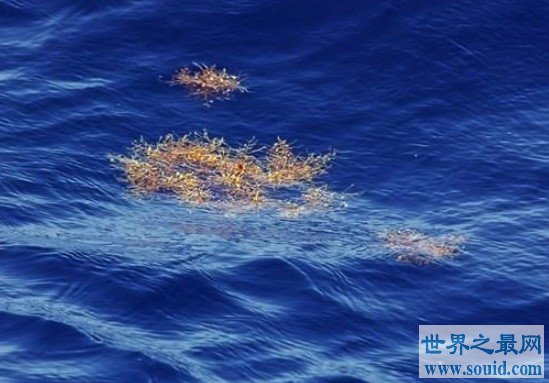 世界上最清澈的海，透明度达到了72米(www.gifqq.com)