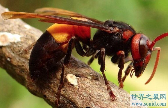 世界上最恐怖的大黄蜂，可以咬死一个成年人(www.gifqq.com)