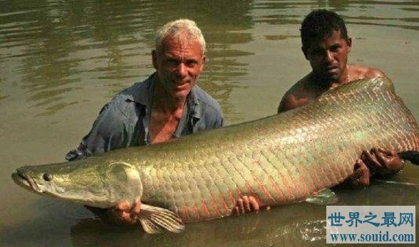 世界上最大巨骨舌鱼，长3米，重达460斤(www.gifqq.com)
