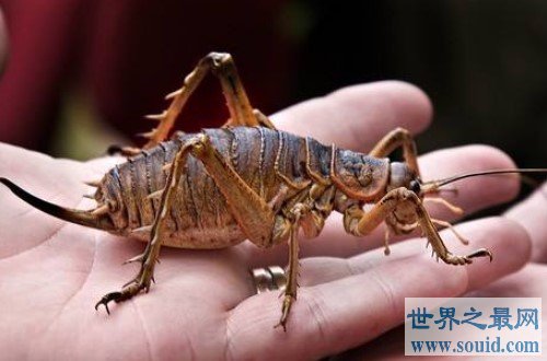 自然界中的巨型昆虫——巨沙螽(www.gifqq.com)