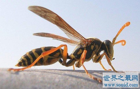 世界上最恐怖的大黄蜂，可以咬死一个成年人(www.gifqq.com)