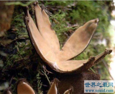 世界上最罕见的蘑菇，会发出啸叫声(www.gifqq.com)