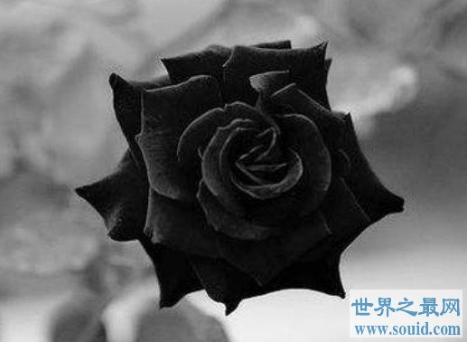 世界上最罕见的花，土耳其哈尔费蒂黑色玫瑰(www.gifqq.com)