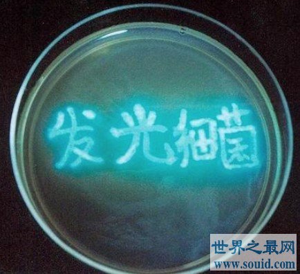 世界上最神奇的细菌——食电细菌(www.gifqq.com)