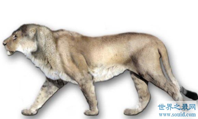 史上最大的狮子，就是著名的残暴狮