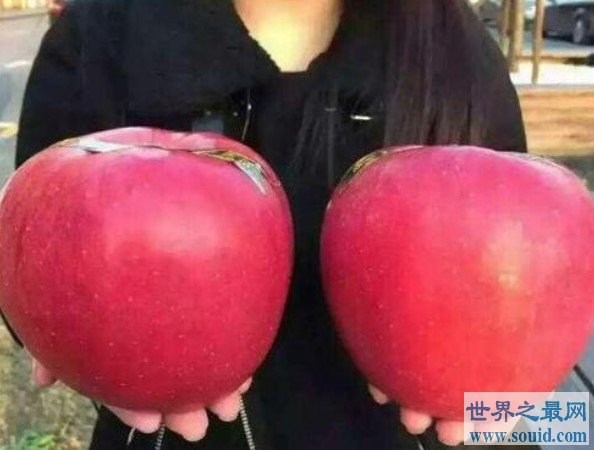 世界上最大的苹果，最大的可以达到3斤