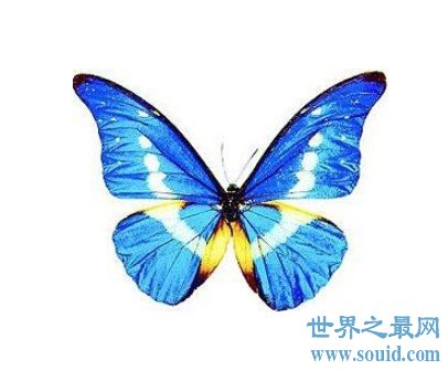 世界上最美丽的蝴蝶，全中国仅有3只(www.gifqq.com)