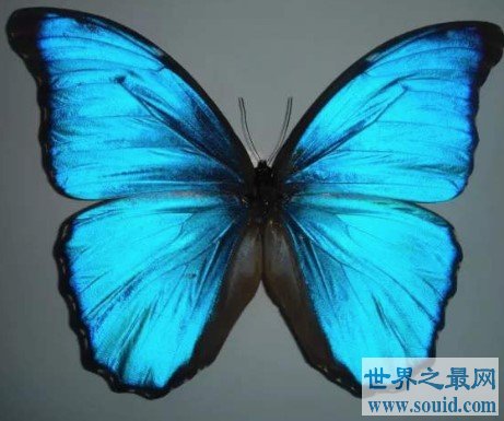 世界上最美丽的蝴蝶，全中国仅有3只