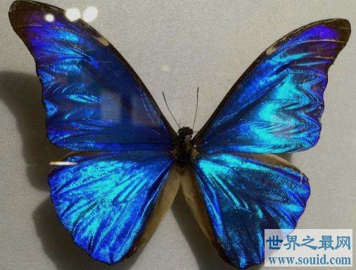 世界上最美丽的蝴蝶，全中国仅有3只(www.gifqq.com)
