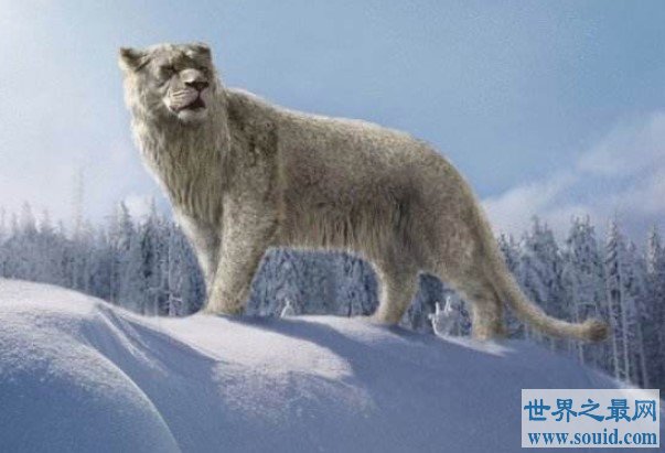 史上最大的狮子，就是著名的残暴狮(www.gifqq.com)
