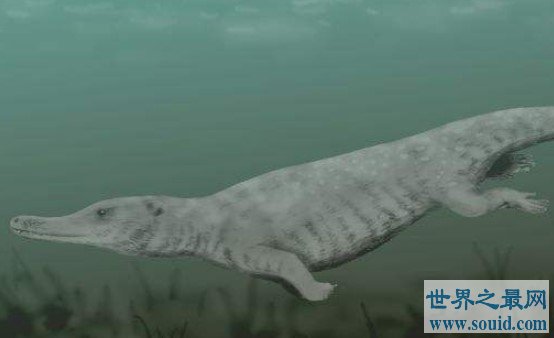 世界上最早的鲸鱼，古蜥鲸竟是从树上跑下来的(www.gifqq.com)
