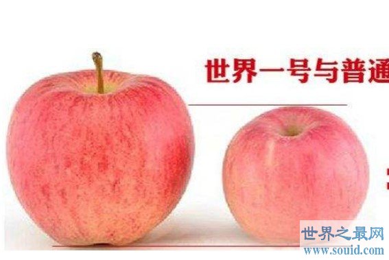 世界上最大的苹果，最大的可以达到3斤(www.gifqq.com)