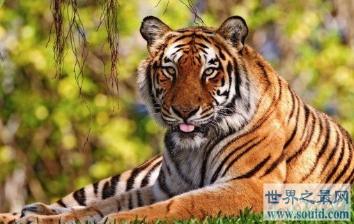 已经灭绝的世界上最小的老虎,巴厘虎